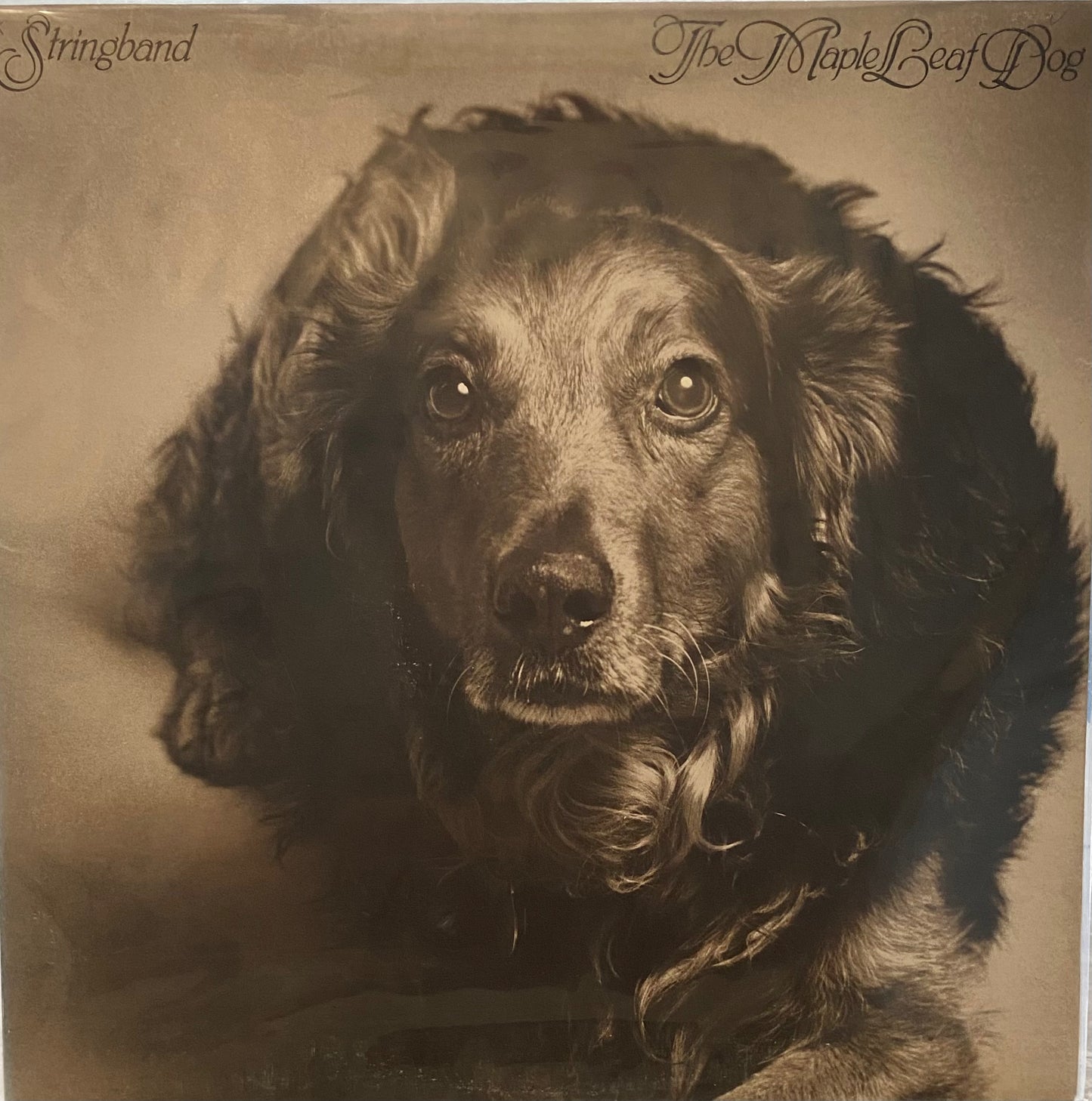Stringband — The Maple Leaf Dog